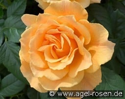 Alpina syn. Henriette Barnett kaufen, clicken für mehr Details Alpina syn. Henriette Barnett