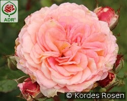 Amaretto 2018 kaufen, clicken für mehr Details Amaretto 2018