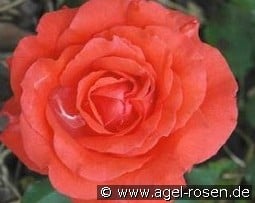 Amber Flower Circus kaufen, clicken für mehr Details Amber Flower Circus