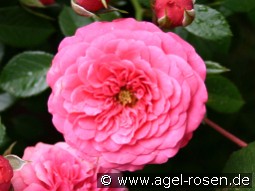 Amulett kaufen, clicken für mehr Details Amulett