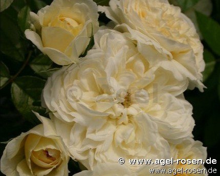 Rose ‘Angel Flower Circus‘ (wurzelnackte Rose)