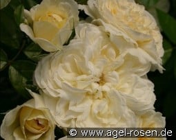 Angel Flower Circus kaufen, clicken für mehr Details Angel Flower Circus