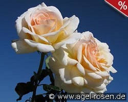 Angie kaufen, clicken für mehr Details Angie