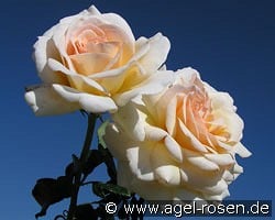 Angie kaufen, clicken für mehr Details Angie