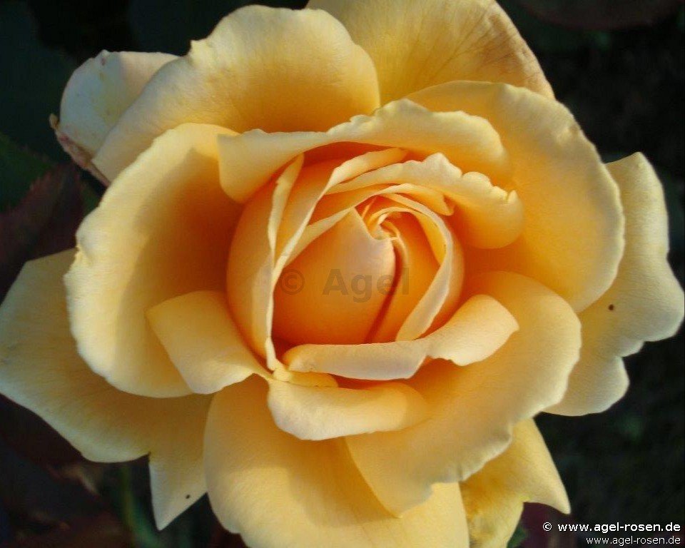 Rose ‘Apricot Nectar‘ (2-Liter Topf)