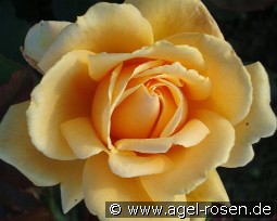 Apricot Nectar kaufen, clicken für mehr Details Apricot Nectar