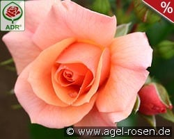 Aprikola kaufen, clicken für mehr Details Aprikola