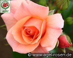 Aprikola kaufen, clicken für mehr Details Aprikola