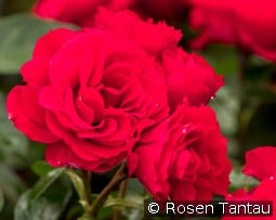 Arifa kaufen, clicken für mehr Details Arifa