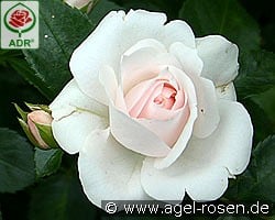 Aspirin Rose kaufen, clicken für mehr Details Aspirin Rose