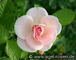 Astrid Lindgren kaufen, clicken für mehr Details Astrid Lindgren