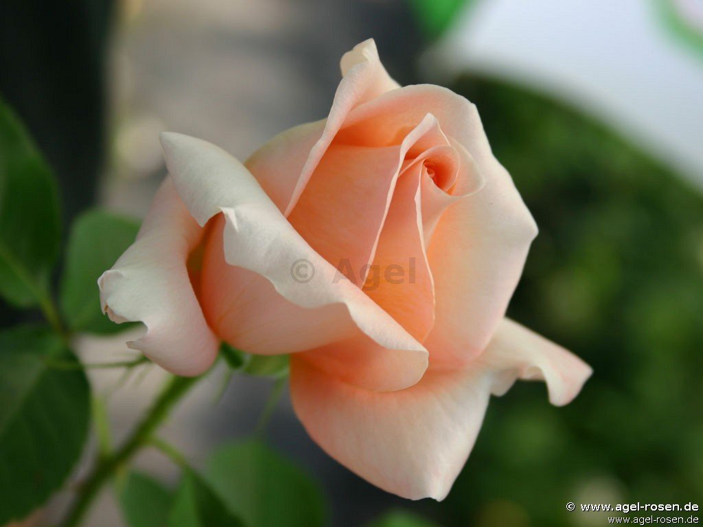 Rose ‘Atlantic Star‘ (wurzelnackte Rose)