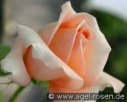 Atlantic Star kaufen, clicken für mehr Details Atlantic Star