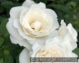 Baby Schneewittchen kaufen, clicken für mehr Details Baby Schneewittchen