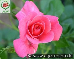 Bad Birnbach kaufen, clicken für mehr Details Bad Birnbach