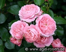 Bailando kaufen, clicken für mehr Details Bailando