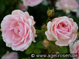 Ballade kaufen, clicken für mehr Details Ballade