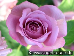 Baltik kaufen, clicken für mehr Details Baltik