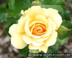 Banjo kaufen, clicken für mehr Details Banjo