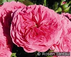 Baronesse kaufen, clicken für mehr Details Baronesse