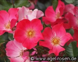 Baseball kaufen, clicken für mehr Details Baseball