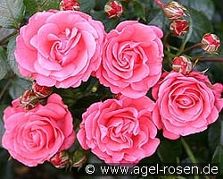 Bella Rosa kaufen, clicken für mehr Details Bella Rosa