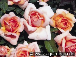 Belle du Seigneur kaufen, clicken für mehr Details Belle du Seigneur