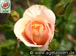 Bengali kaufen, clicken für mehr Details Bengali