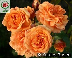 Bentheimer Gold kaufen, clicken für mehr Details Bentheimer Gold