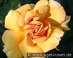 Bernstein kaufen, clicken für mehr Details Bernstein