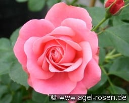 Bernstorff kaufen, clicken für mehr Details Bernstorff