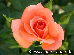 Betty Harkness kaufen, clicken für mehr Details Betty Harkness