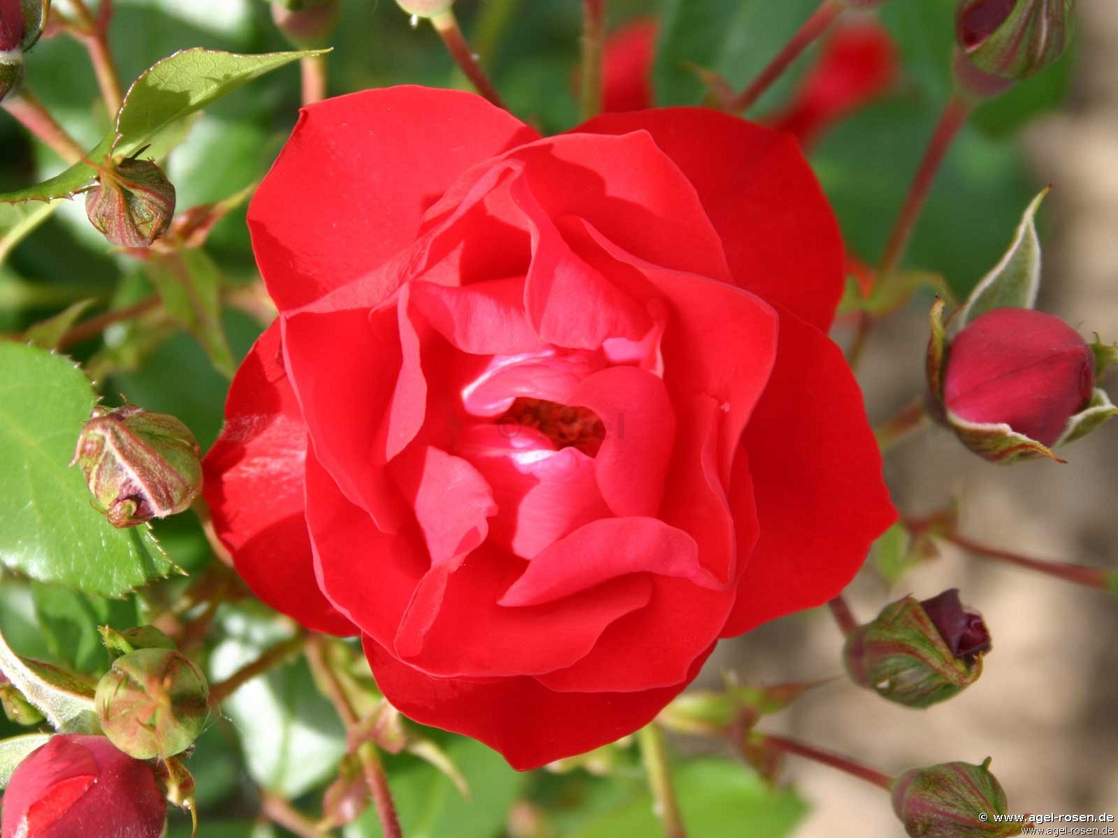 ADR-Rose ‘Black Forest Rose‘ (Hochstamm (~90cm), wurzelnackt)