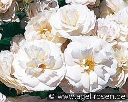 Blanche Cascade kaufen, clicken für mehr Details Blanche Cascade