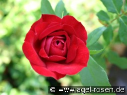 Blickfang kaufen, clicken für mehr Details Blickfang