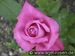 Blue Parfum kaufen, clicken für mehr Details Blue Parfum