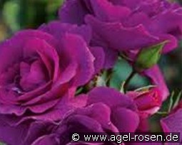 Bluebell kaufen, clicken für mehr Details Bluebell