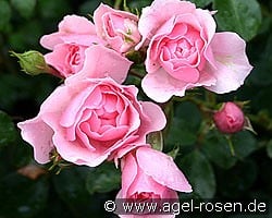 Bonica 82 kaufen, clicken für mehr Details Bonica 82