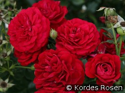 Bordeaux kaufen, clicken für mehr Details Bordeaux