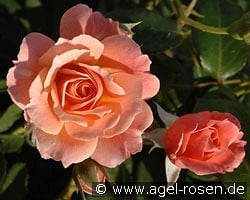 Bordure Abricot kaufen, clicken für mehr Details Bordure Abricot