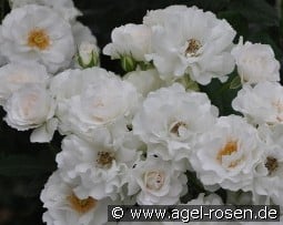 Bordure Blanche kaufen, clicken für mehr Details Bordure Blanche