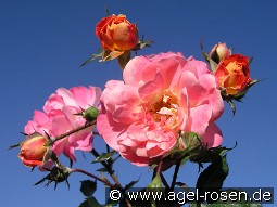 Bordure Camaïeu kaufen, clicken für mehr Details Bordure Camaïeu