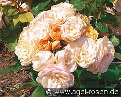 Bordure Nacrée kaufen, clicken für mehr Details Bordure Nacrée