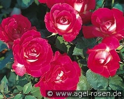 Bordure Vive kaufen, clicken für mehr Details Bordure Vive