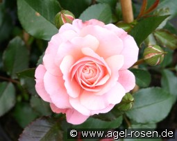 Botticelli kaufen, clicken für mehr Details Botticelli