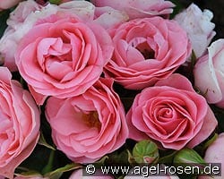 Bouquet de Mariée kaufen, clicken für mehr Details Bouquet de Mariée