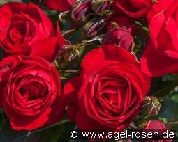 Bright Meilove kaufen, clicken für mehr Details Bright Meilove