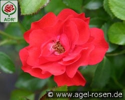 Canzonetta kaufen, clicken für mehr Details Canzonetta