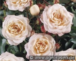 Carcassonne kaufen, clicken für mehr Details Carcassonne