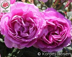 Carmen Würth kaufen, clicken für mehr Details Carmen Würth